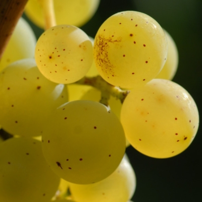 Silvaner ANT 1318